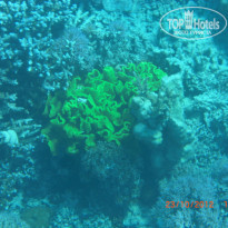 фото из отзыва ID 1270457