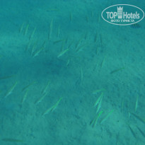 фото из отзыва ID 1270457