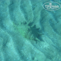 фото из отзыва ID 1270457