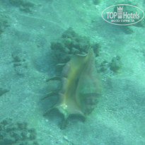 фото из отзыва ID 1270457