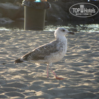 фото из отзыва ID 1271109