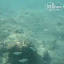 фото из отзыва ID 1271181