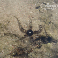 фото из отзыва ID 1271181