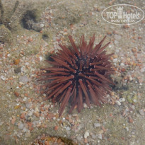 фото из отзыва ID 1271181