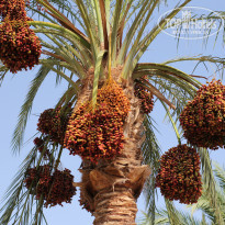 фото из отзыва ID 1270340