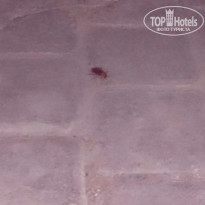 фото из отзыва ID 1271778