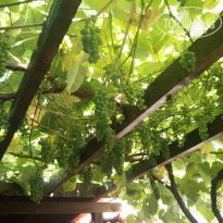 фото из отзыва ID 1272512