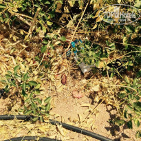 фото из отзыва ID 1275043