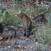 фото из отзыва ID 1276978