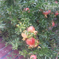 фото из отзыва ID 1277492