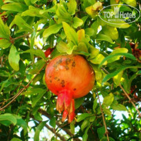 фото из отзыва ID 1278504