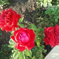 фото из отзыва ID 1278703