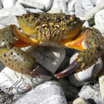 фото из отзыва ID 1280443