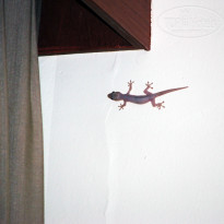 фото из отзыва ID 1282249