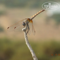 фото из отзыва ID 1282550