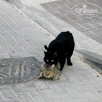 фото из отзыва ID 1283305