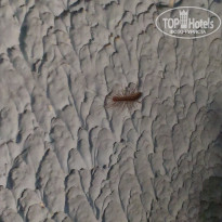 фото из отзыва ID 1284246