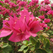 фото из отзыва ID 1284267