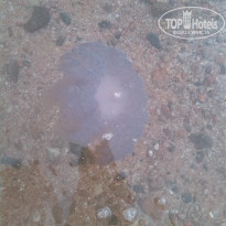 фото из отзыва ID 1284861