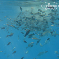 фото из отзыва ID 1286060