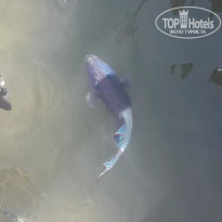 фото из отзыва ID 1286701