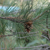 фото из отзыва ID 1286485