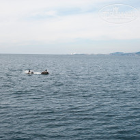 фото из отзыва ID 1287113