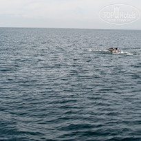 фото из отзыва ID 1287113