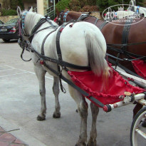 фото из отзыва ID 1287794