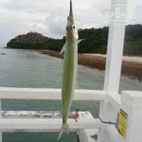 фото из отзыва ID 1288206