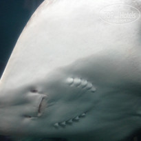 фото из отзыва ID 1288206