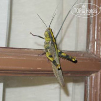 фото из отзыва ID 1288670