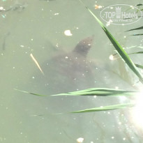 фото из отзыва ID 1281406