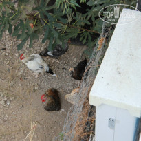 фото из отзыва ID 1290335