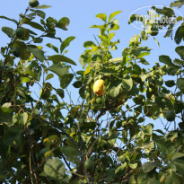 фото из отзыва ID 1290335