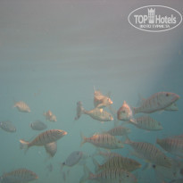 фото из отзыва ID 1292125