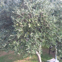 фото из отзыва ID 1292045