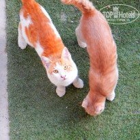 фото из отзыва ID 1293720