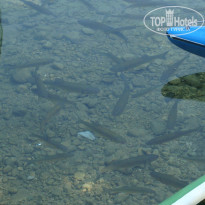 фото из отзыва ID 1294450