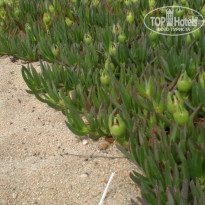 фото из отзыва ID 1294650