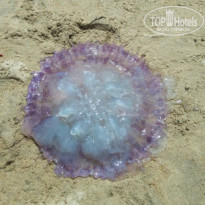 фото из отзыва ID 1296703