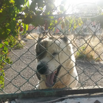 фото из отзыва ID 1296920