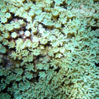 фото из отзыва ID 1299095