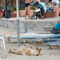 фото из отзыва ID 1299144