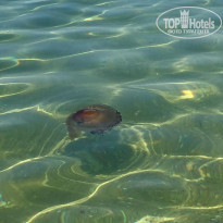 фото из отзыва ID 1300239