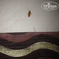 фото из отзыва ID 1301314