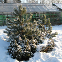 фото из отзыва ID 1301366