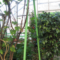 фото из отзыва ID 1301366