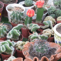 фото из отзыва ID 1301366