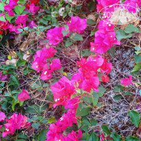 фото из отзыва ID 1302531